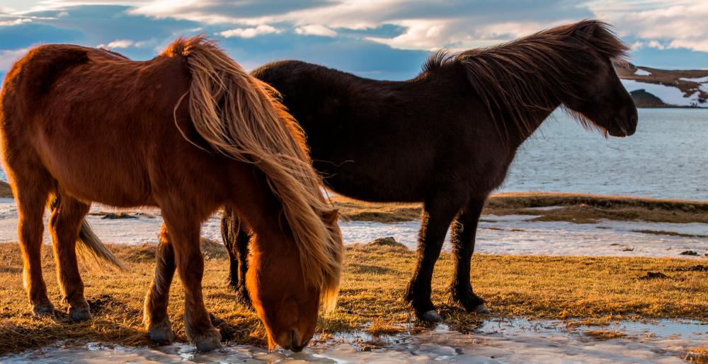 Dos caballos islandeses típicos