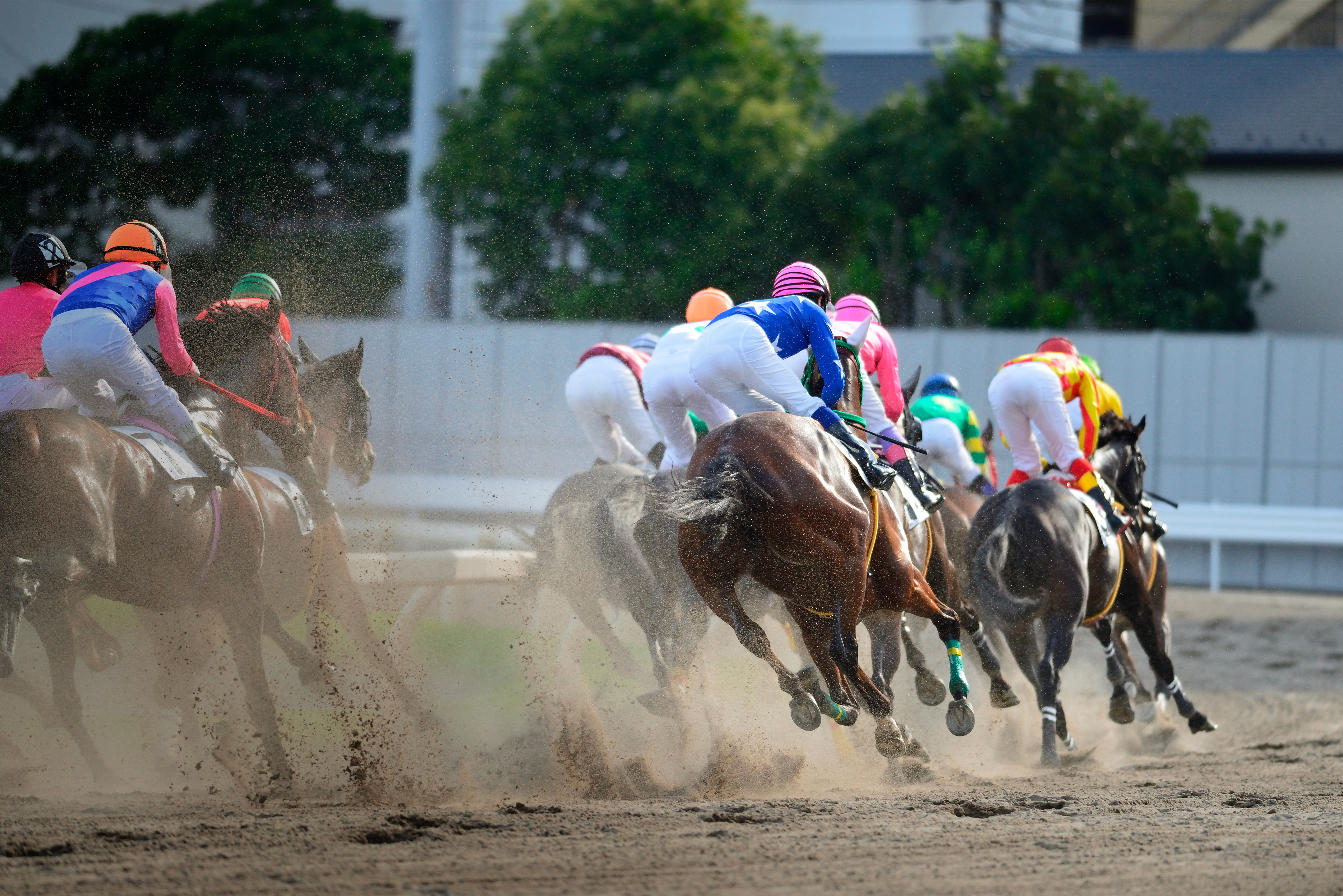  Thoroughbred Horse Race