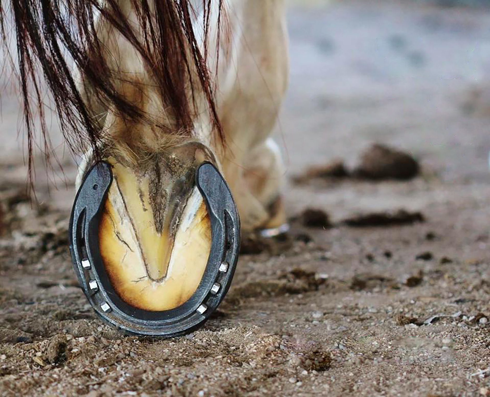 A horse shod with a St. Croix shoes