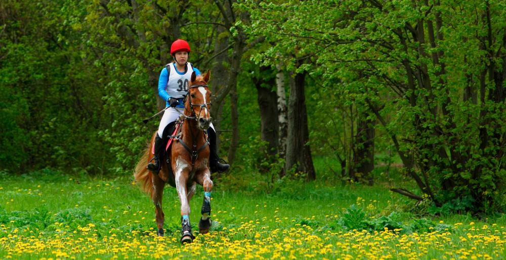 Rider in an Endurance race