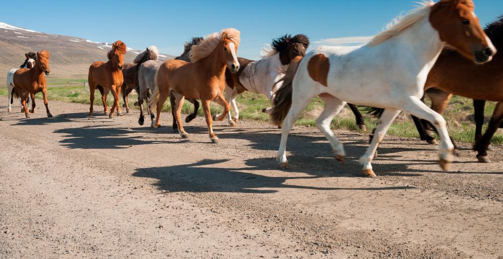 A herd of Icelandic horses