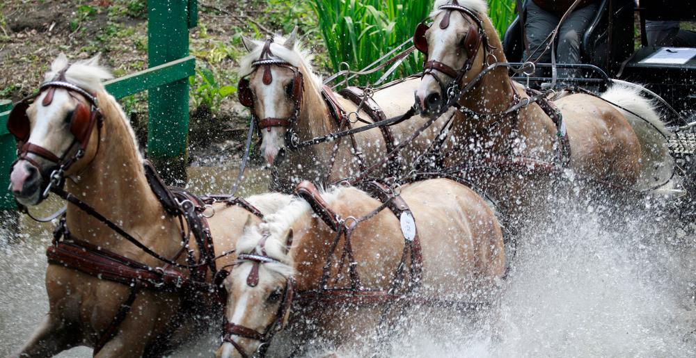 A team of 4 horses in a combined driving contest