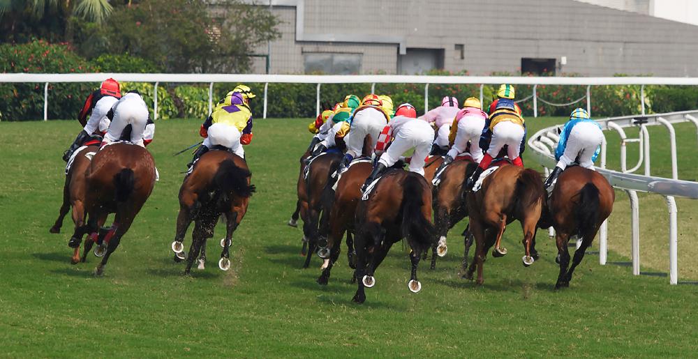 Todo el campo de competidores visto en la parte posterior en un concurso de carreras planas