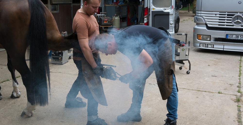 German farrier Errol Wernike shoeing a horse