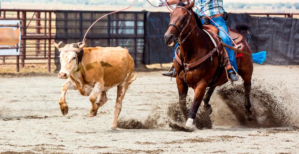 Calf roping