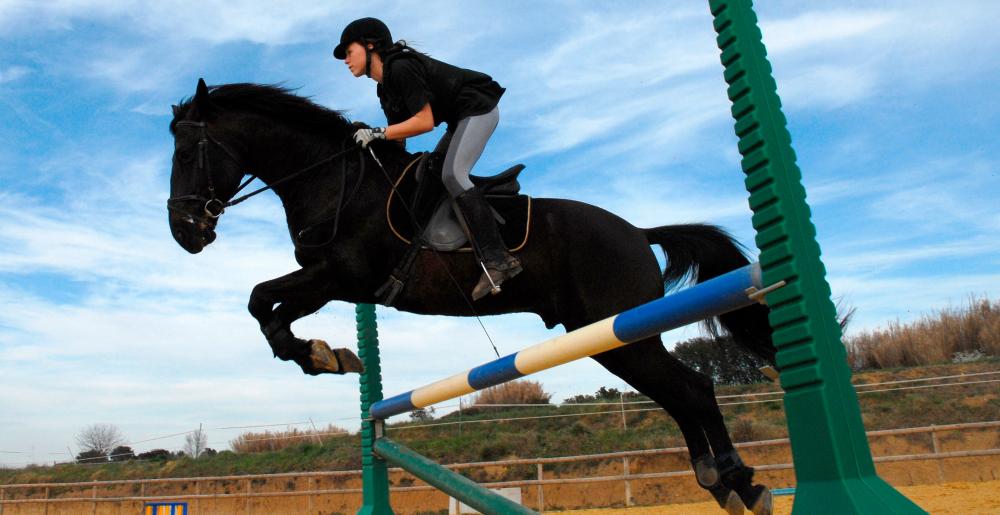 A show jumper in a training