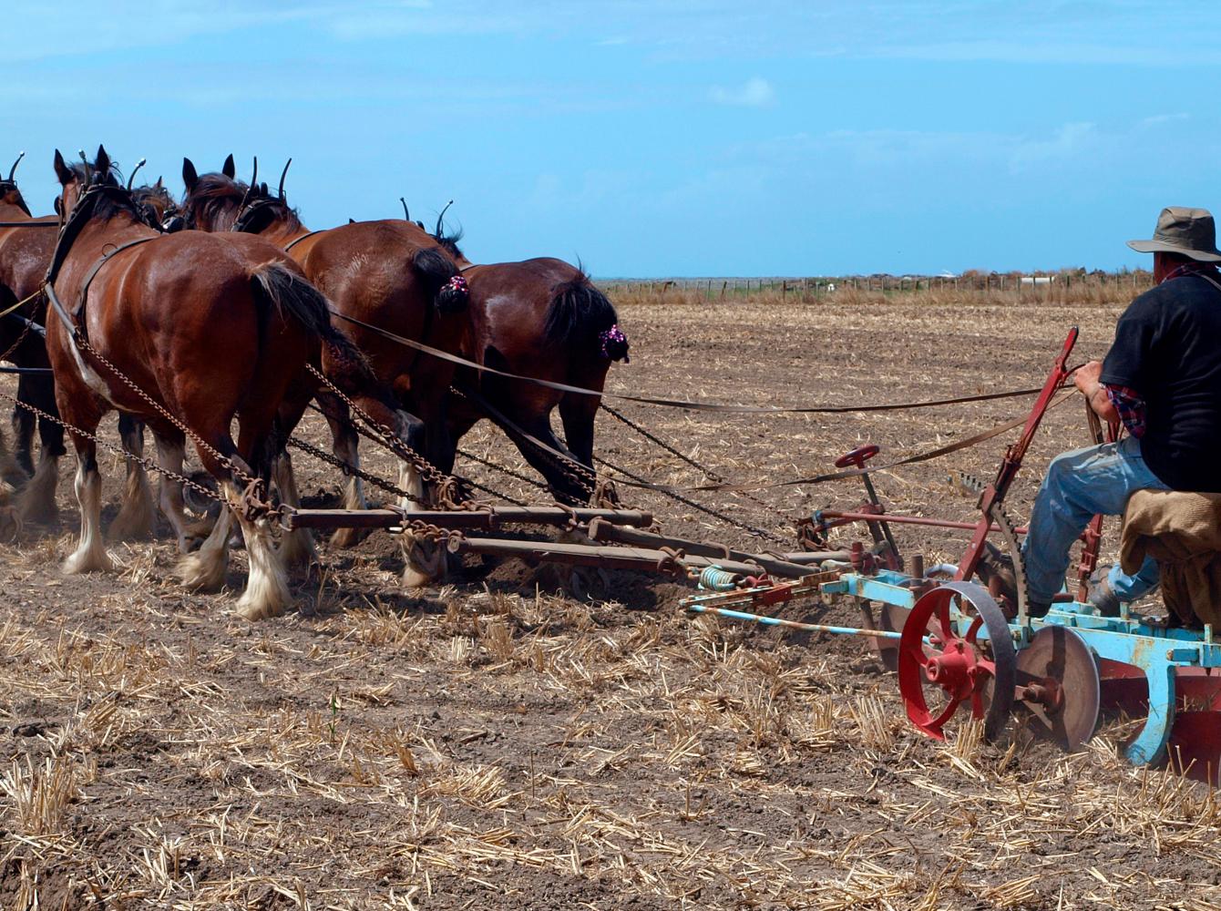 Draft horses