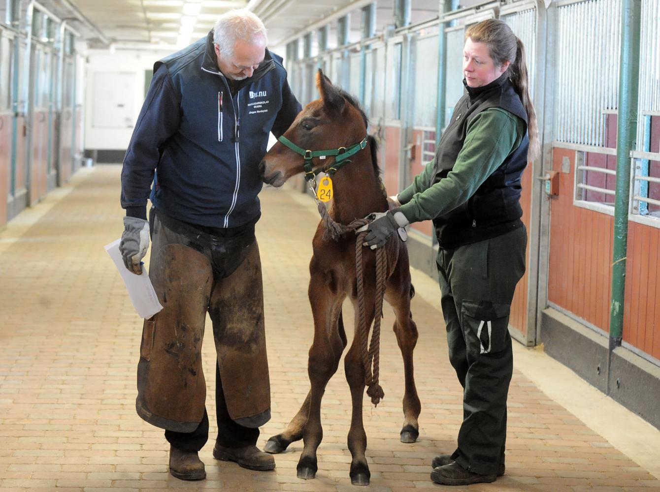 The Swedish farrier Jörgen Nordqvist examining a foal in a stable