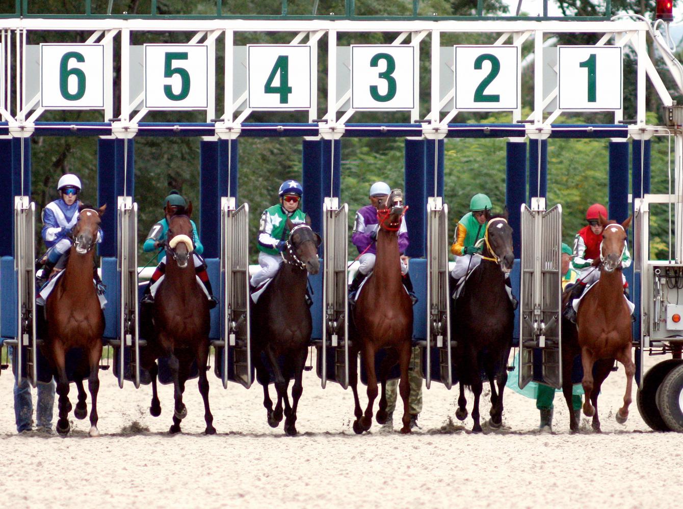 Quarter Horse Racing