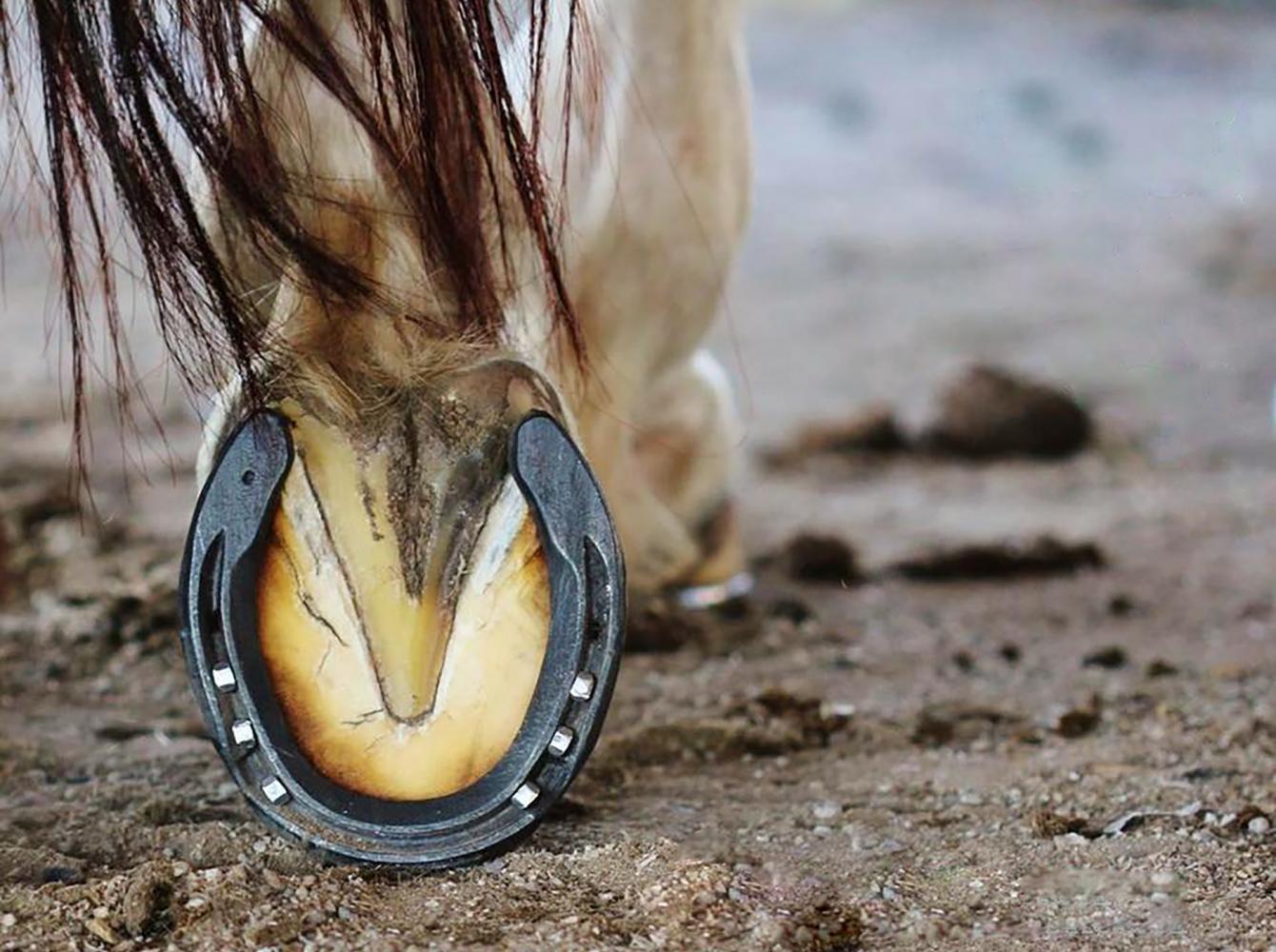 A horse shod with a St. Croix shoes