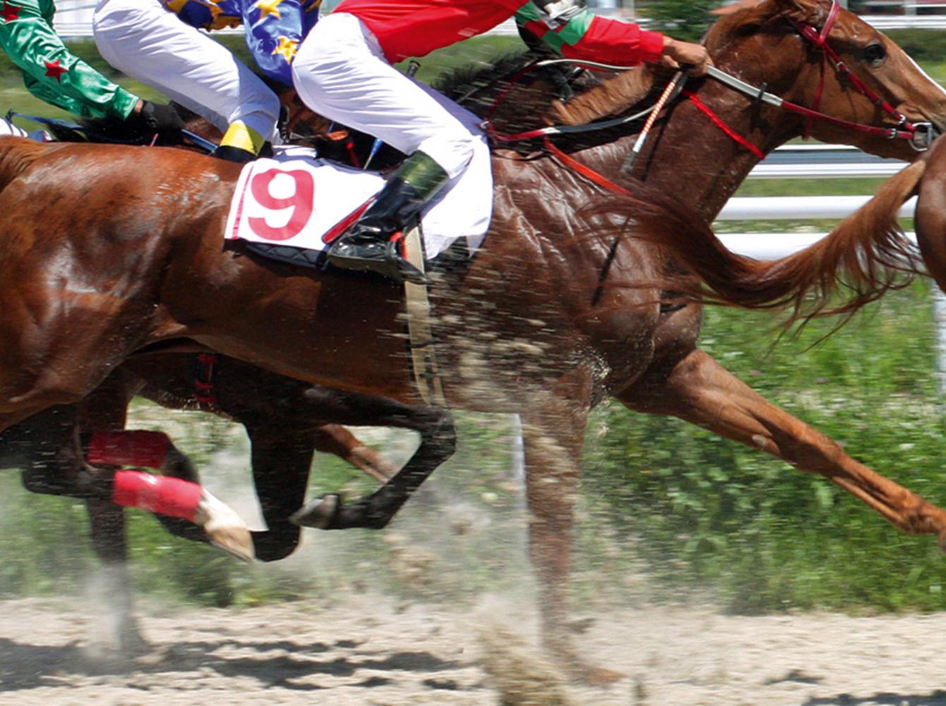 Thoroughbred Racing