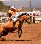 A cowboy in a bareback bronc riding contest