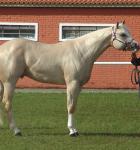 A horse in a Halter show