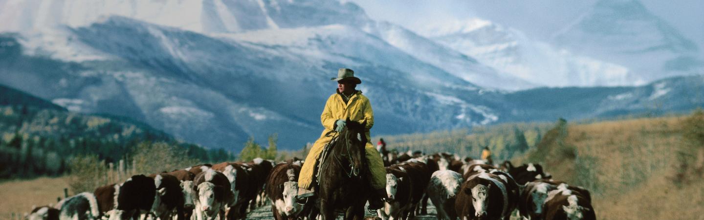 Cowboy on Cattle Drive Alberta, Canada