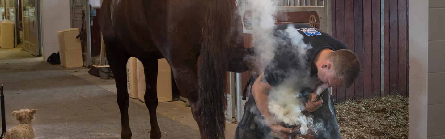 Norwegian farrier Aksel Vibe shoeing a horse in a stable