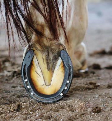 A horse shod with a St. Croix shoes
