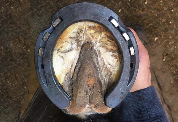 St. Croix Forge Surefit Xtra Thumbnail
